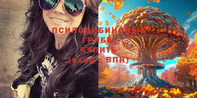 mega как зайти  Волжск  Галлюциногенные грибы Psilocybe 