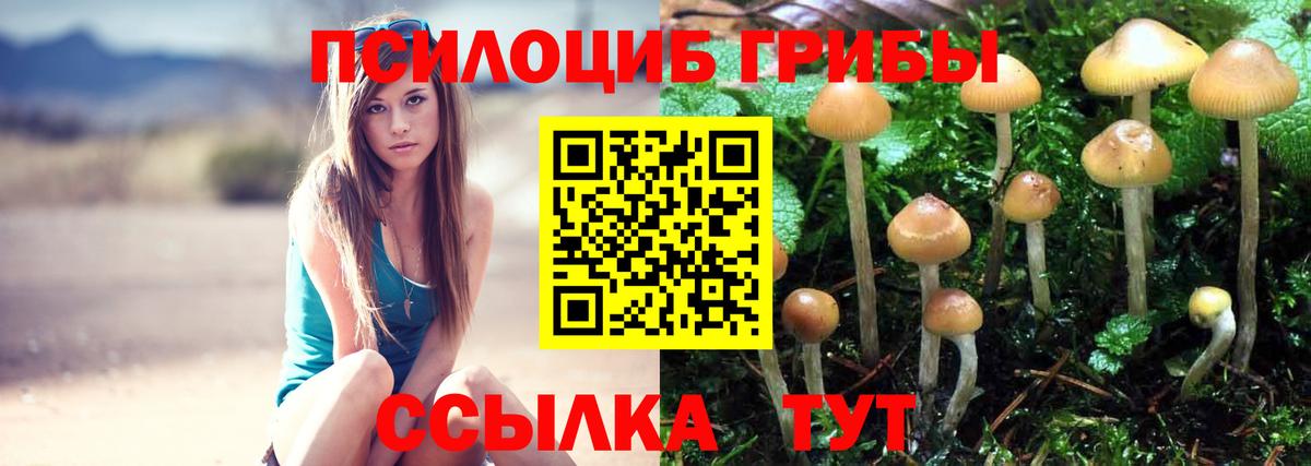 Волжск  Псилоцибиновые грибы мицелий  Галлюциногенные грибы Cubensis  Вход с VPN 